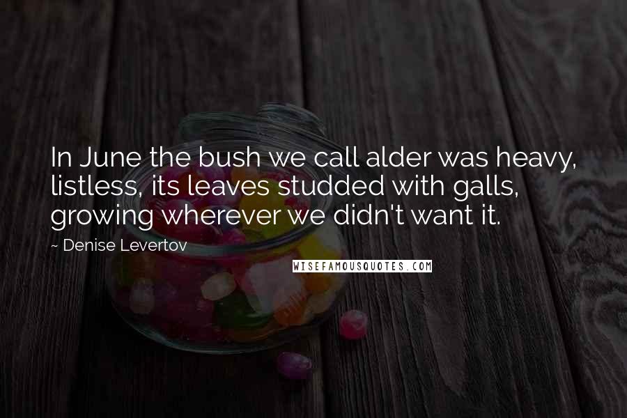 Denise Levertov Quotes: In June the bush we call alder was heavy, listless, its leaves studded with galls, growing wherever we didn't want it.
