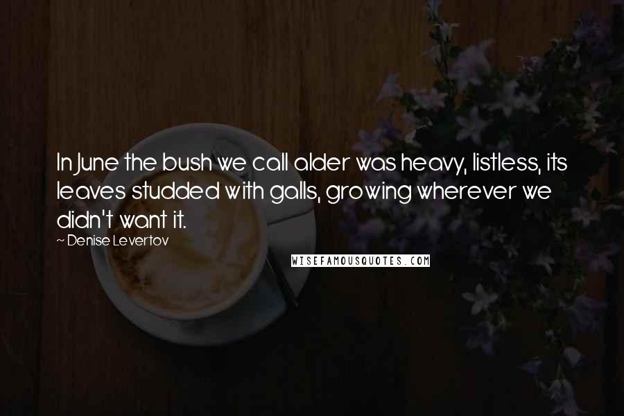 Denise Levertov Quotes: In June the bush we call alder was heavy, listless, its leaves studded with galls, growing wherever we didn't want it.