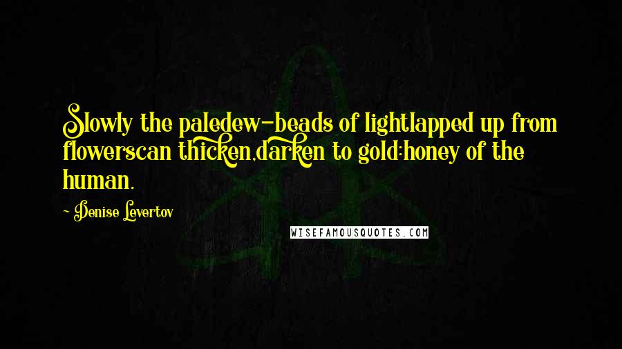 Denise Levertov Quotes: Slowly the paledew-beads of lightlapped up from flowerscan thicken,darken to gold:honey of the human.