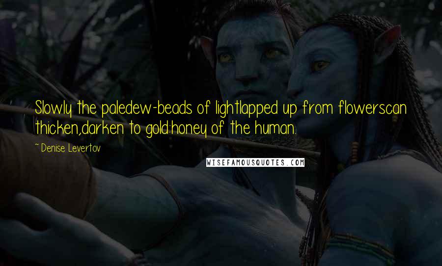 Denise Levertov Quotes: Slowly the paledew-beads of lightlapped up from flowerscan thicken,darken to gold:honey of the human.