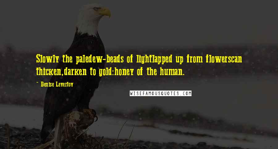 Denise Levertov Quotes: Slowly the paledew-beads of lightlapped up from flowerscan thicken,darken to gold:honey of the human.