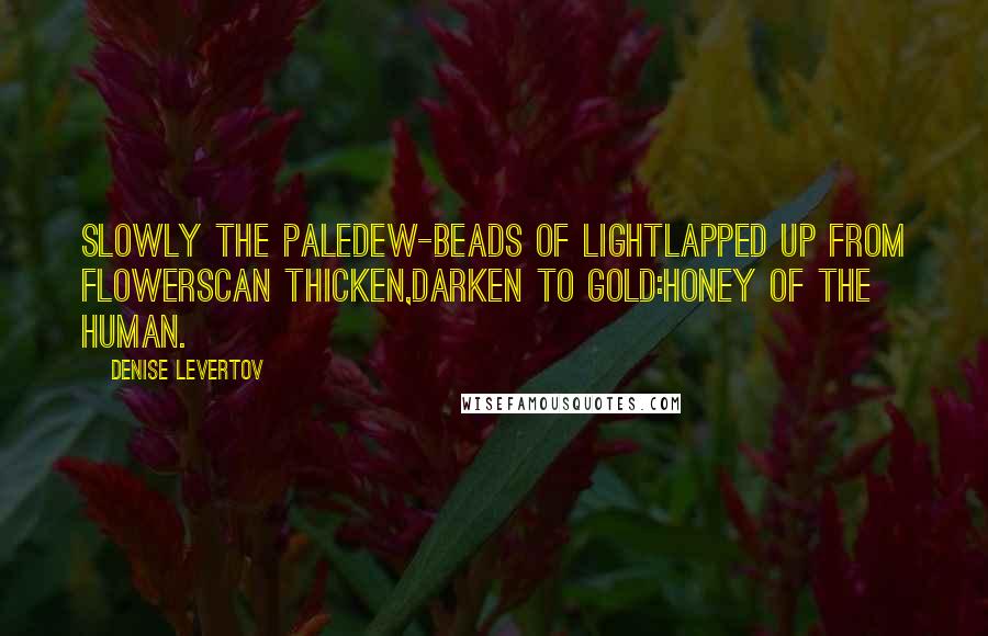 Denise Levertov Quotes: Slowly the paledew-beads of lightlapped up from flowerscan thicken,darken to gold:honey of the human.