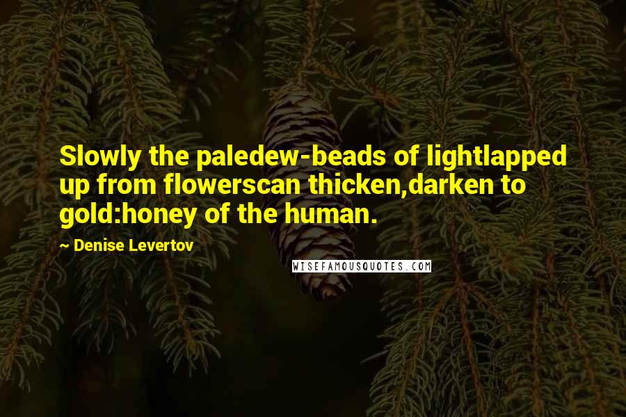 Denise Levertov Quotes: Slowly the paledew-beads of lightlapped up from flowerscan thicken,darken to gold:honey of the human.
