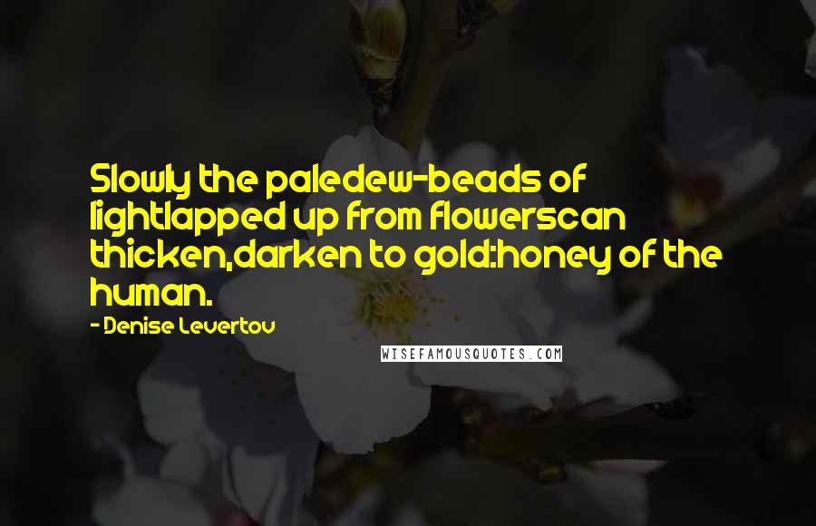 Denise Levertov Quotes: Slowly the paledew-beads of lightlapped up from flowerscan thicken,darken to gold:honey of the human.