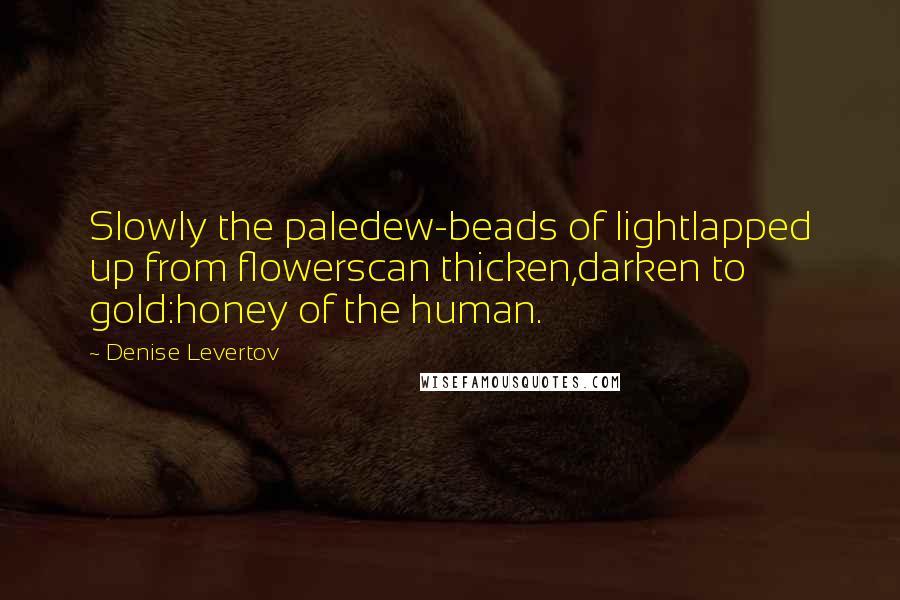 Denise Levertov Quotes: Slowly the paledew-beads of lightlapped up from flowerscan thicken,darken to gold:honey of the human.