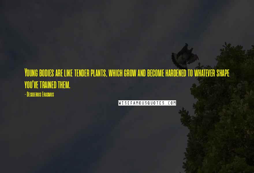 Desiderius Erasmus Quotes: Young bodies are like tender plants, which grow and become hardened to whatever shape you've trained them.