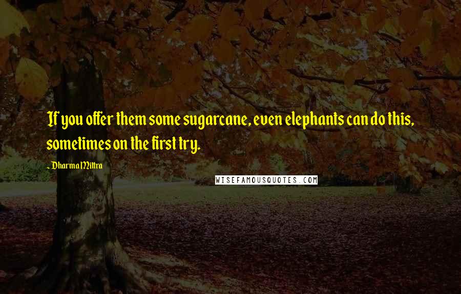 Dharma Mittra Quotes: If you offer them some sugarcane, even elephants can do this, sometimes on the first try.