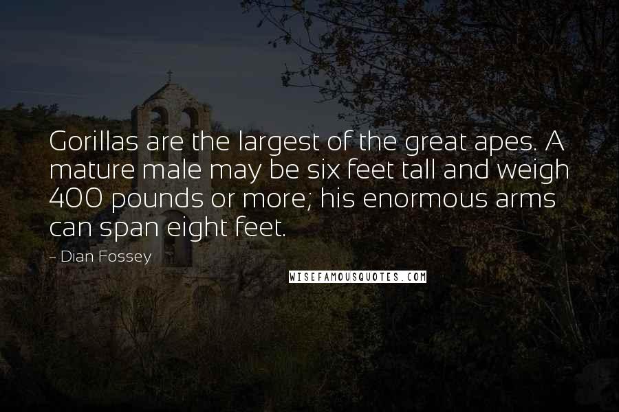 Dian Fossey Quotes: Gorillas are the largest of the great apes. A mature male may be six feet tall and weigh 400 pounds or more; his enormous arms can span eight feet.