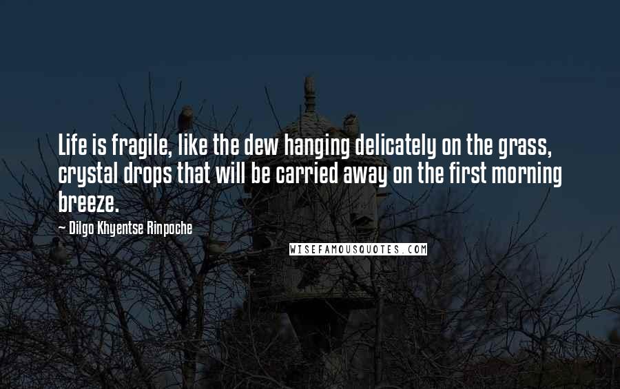 Dilgo Khyentse Rinpoche Quotes: Life is fragile, like the dew hanging delicately on the grass, crystal drops that will be carried away on the first morning breeze.