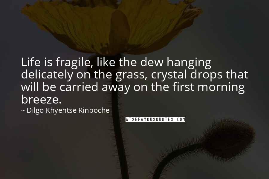 Dilgo Khyentse Rinpoche Quotes: Life is fragile, like the dew hanging delicately on the grass, crystal drops that will be carried away on the first morning breeze.