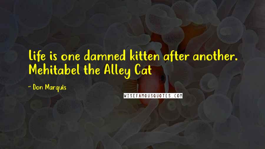 Don Marquis Quotes: Life is one damned kitten after another. Mehitabel the Alley Cat