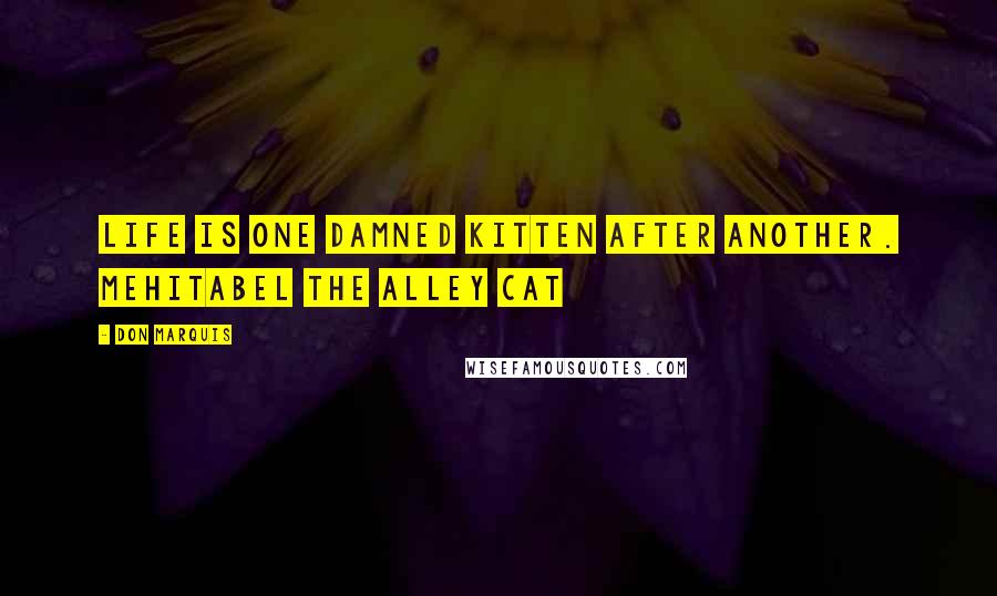 Don Marquis Quotes: Life is one damned kitten after another. Mehitabel the Alley Cat