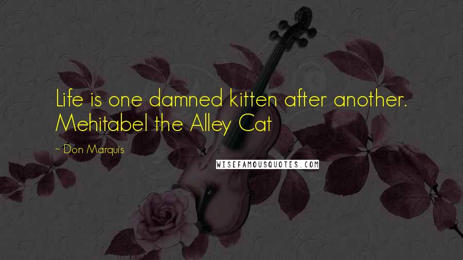 Don Marquis Quotes: Life is one damned kitten after another. Mehitabel the Alley Cat