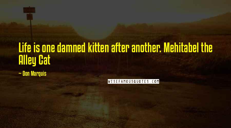 Don Marquis Quotes: Life is one damned kitten after another. Mehitabel the Alley Cat