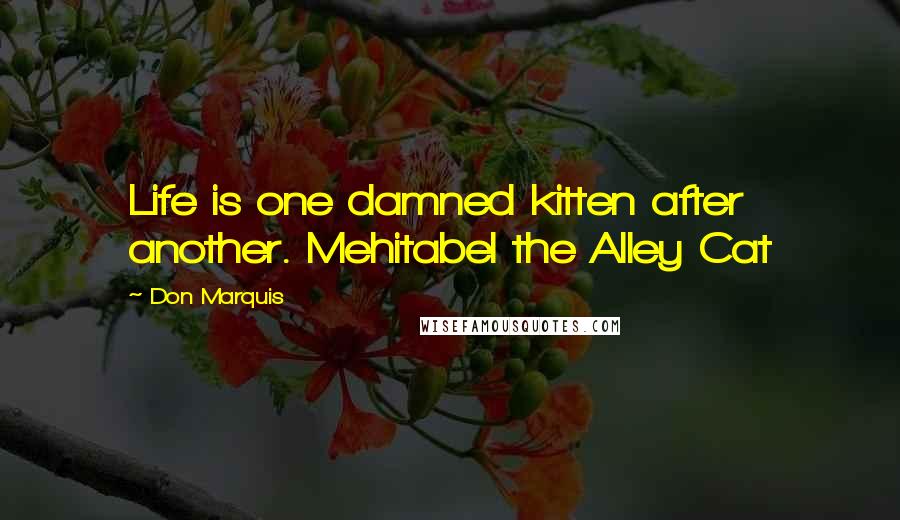 Don Marquis Quotes: Life is one damned kitten after another. Mehitabel the Alley Cat
