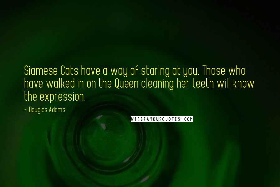 Douglas Adams Quotes: Siamese Cats have a way of staring at you. Those who have walked in on the Queen cleaning her teeth will know the expression.