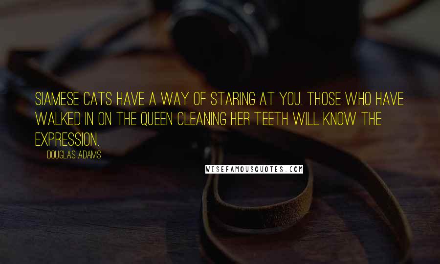 Douglas Adams Quotes: Siamese Cats have a way of staring at you. Those who have walked in on the Queen cleaning her teeth will know the expression.
