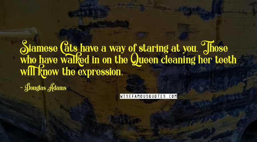 Douglas Adams Quotes: Siamese Cats have a way of staring at you. Those who have walked in on the Queen cleaning her teeth will know the expression.