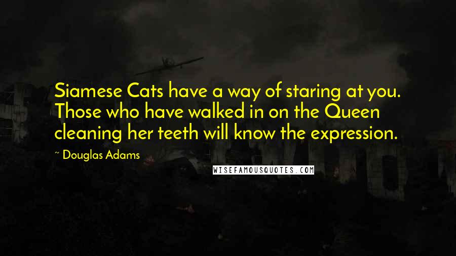 Douglas Adams Quotes: Siamese Cats have a way of staring at you. Those who have walked in on the Queen cleaning her teeth will know the expression.