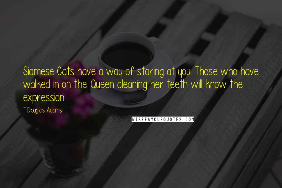 Douglas Adams Quotes: Siamese Cats have a way of staring at you. Those who have walked in on the Queen cleaning her teeth will know the expression.