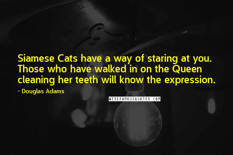 Douglas Adams Quotes: Siamese Cats have a way of staring at you. Those who have walked in on the Queen cleaning her teeth will know the expression.