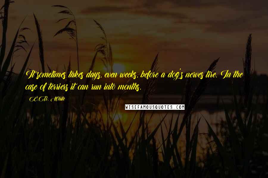 E.B. White Quotes: It sometimes takes days, even weeks, before a dog's nerves tire. In the case of terriers it can run into months.