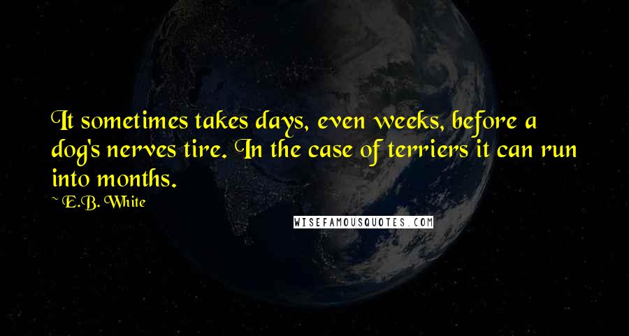 E.B. White Quotes: It sometimes takes days, even weeks, before a dog's nerves tire. In the case of terriers it can run into months.