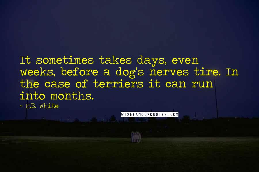 E.B. White Quotes: It sometimes takes days, even weeks, before a dog's nerves tire. In the case of terriers it can run into months.