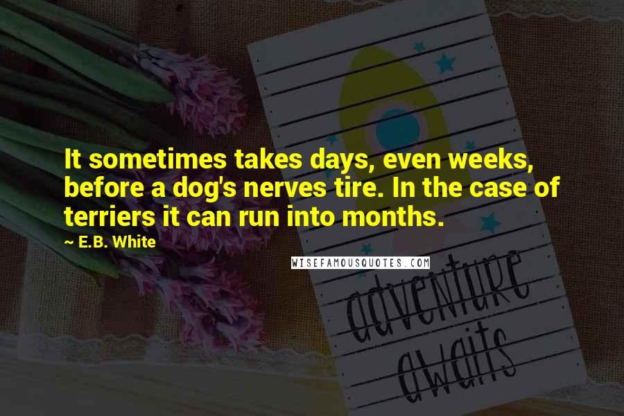 E.B. White Quotes: It sometimes takes days, even weeks, before a dog's nerves tire. In the case of terriers it can run into months.