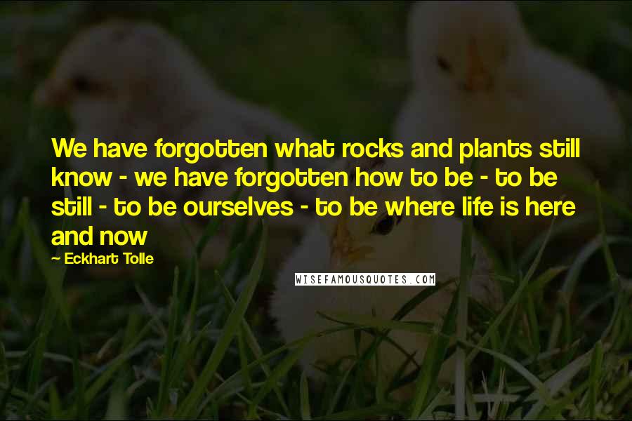 Eckhart Tolle Quotes: We have forgotten what rocks and plants still know - we have forgotten how to be - to be still - to be ourselves - to be where life is here and now