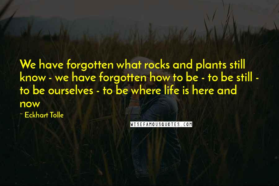Eckhart Tolle Quotes: We have forgotten what rocks and plants still know - we have forgotten how to be - to be still - to be ourselves - to be where life is here and now