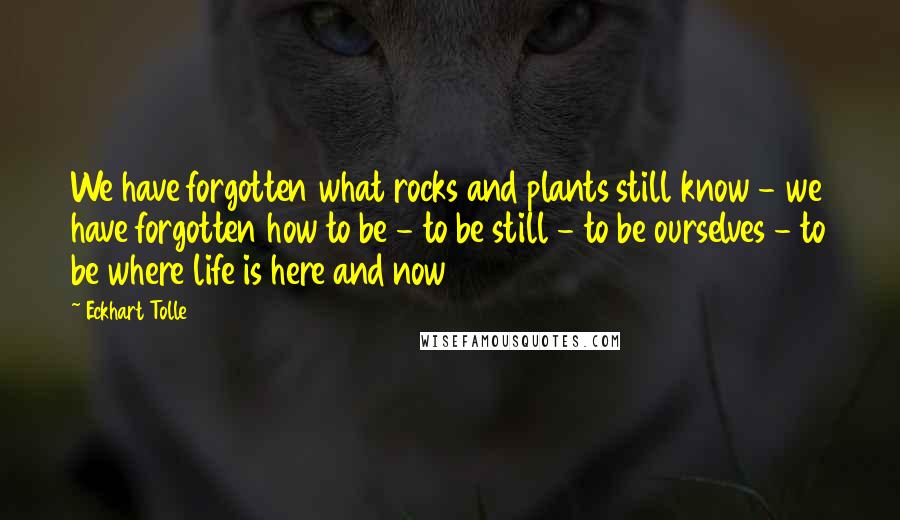 Eckhart Tolle Quotes: We have forgotten what rocks and plants still know - we have forgotten how to be - to be still - to be ourselves - to be where life is here and now
