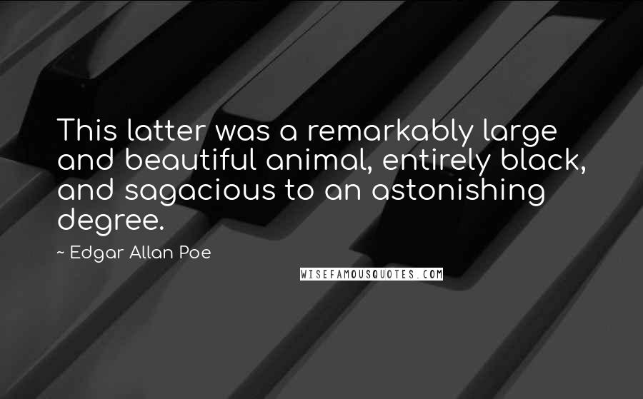 Edgar Allan Poe Quotes: This latter was a remarkably large and beautiful animal, entirely black, and sagacious to an astonishing degree.