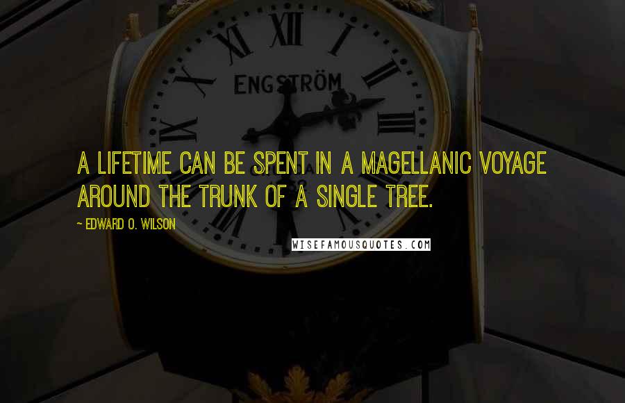 Edward O. Wilson Quotes: A lifetime can be spent in a Magellanic voyage around the trunk of a single tree.
