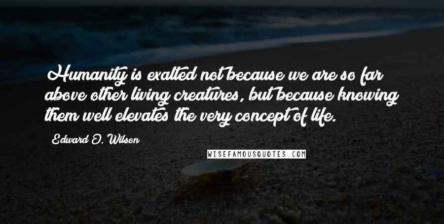 Edward O. Wilson Quotes: Humanity is exalted not because we are so far above other living creatures, but because knowing them well elevates the very concept of life.