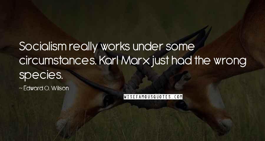 Edward O. Wilson Quotes: Socialism really works under some circumstances. Karl Marx just had the wrong species.