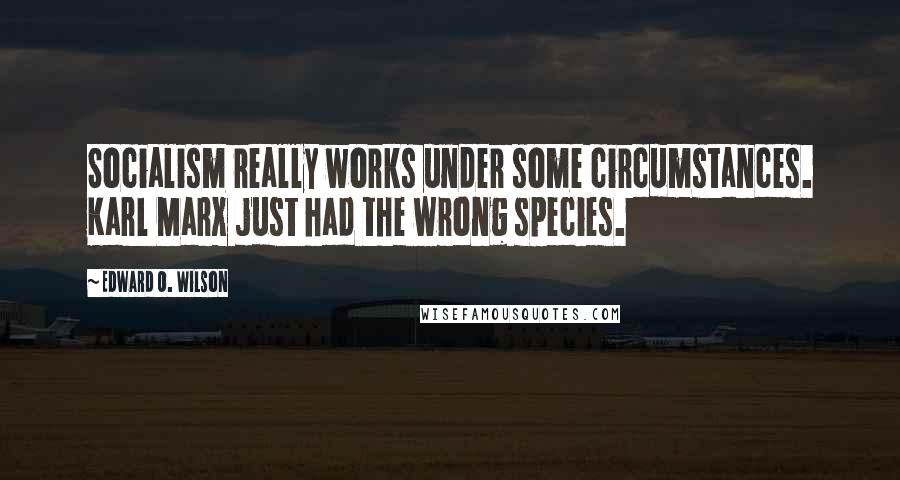 Edward O. Wilson Quotes: Socialism really works under some circumstances. Karl Marx just had the wrong species.