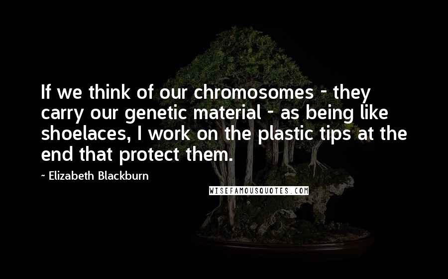 Elizabeth Blackburn Quotes: If we think of our chromosomes - they carry our genetic material - as being like shoelaces, I work on the plastic tips at the end that protect them.