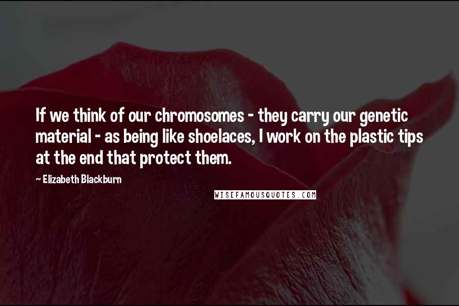 Elizabeth Blackburn Quotes: If we think of our chromosomes - they carry our genetic material - as being like shoelaces, I work on the plastic tips at the end that protect them.