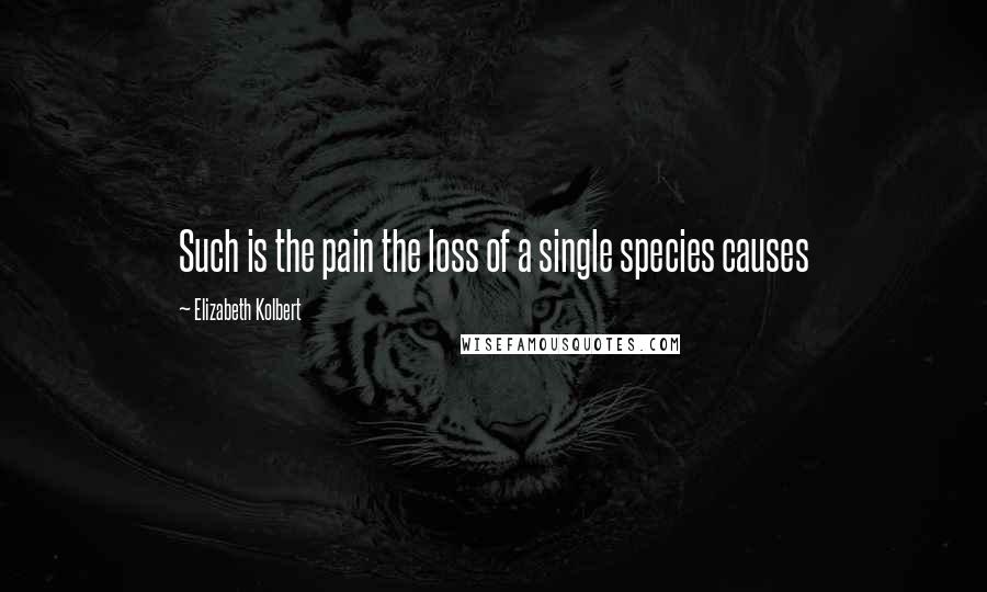 Elizabeth Kolbert Quotes: Such is the pain the loss of a single species causes