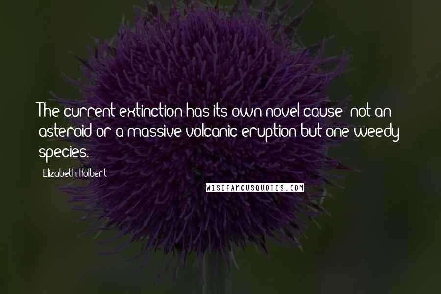 Elizabeth Kolbert Quotes: The current extinction has its own novel cause: not an asteroid or a massive volcanic eruption but one weedy species.