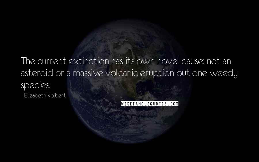 Elizabeth Kolbert Quotes: The current extinction has its own novel cause: not an asteroid or a massive volcanic eruption but one weedy species.