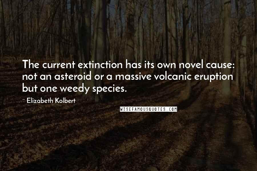 Elizabeth Kolbert Quotes: The current extinction has its own novel cause: not an asteroid or a massive volcanic eruption but one weedy species.