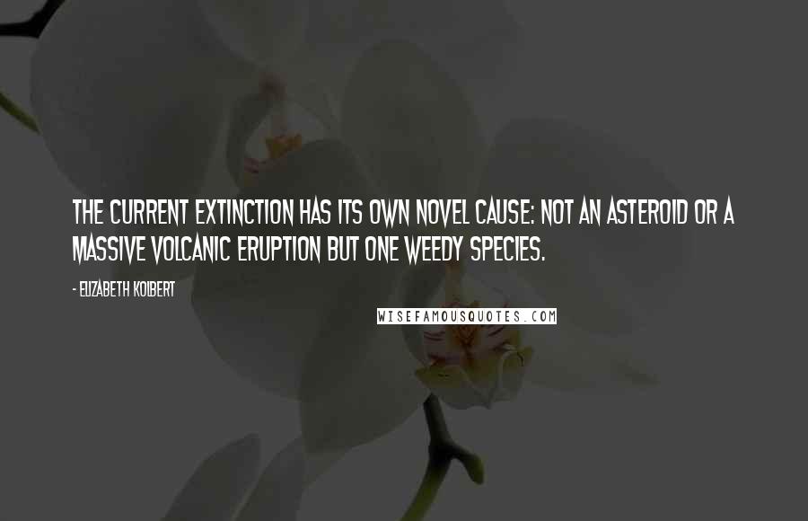 Elizabeth Kolbert Quotes: The current extinction has its own novel cause: not an asteroid or a massive volcanic eruption but one weedy species.