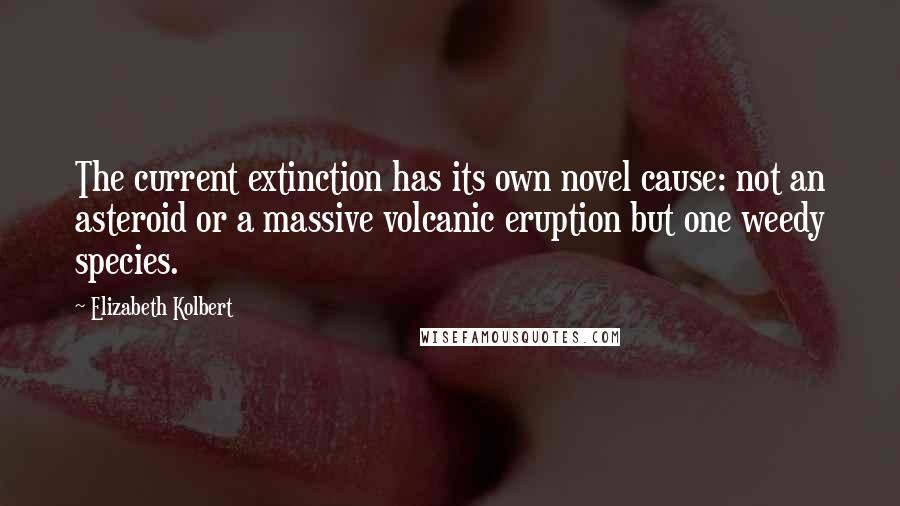 Elizabeth Kolbert Quotes: The current extinction has its own novel cause: not an asteroid or a massive volcanic eruption but one weedy species.