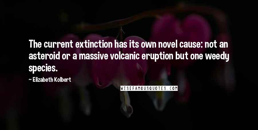 Elizabeth Kolbert Quotes: The current extinction has its own novel cause: not an asteroid or a massive volcanic eruption but one weedy species.