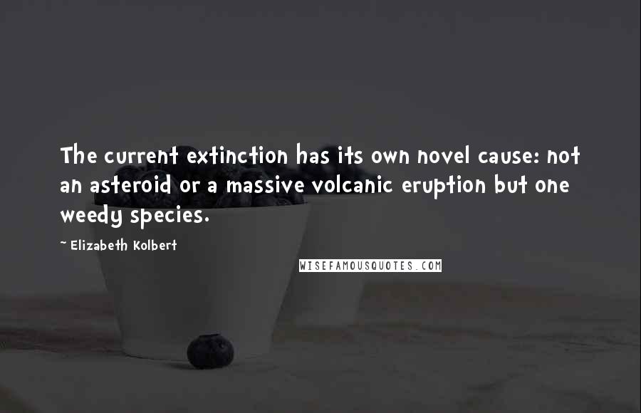Elizabeth Kolbert Quotes: The current extinction has its own novel cause: not an asteroid or a massive volcanic eruption but one weedy species.
