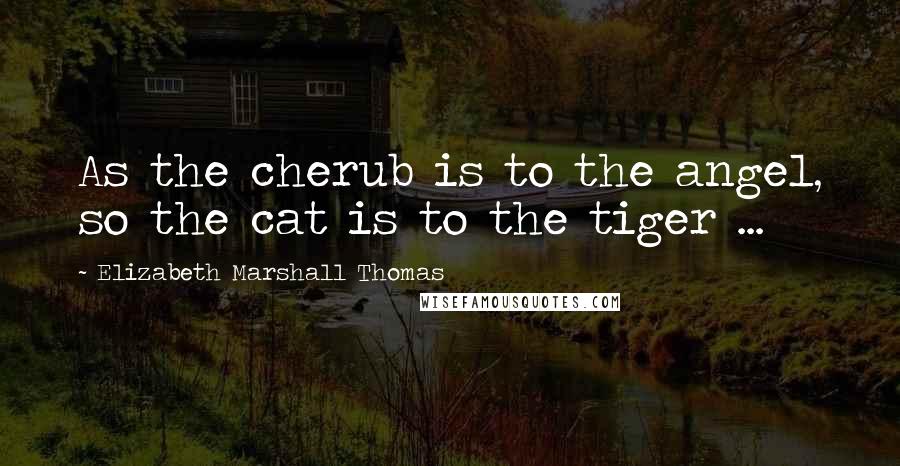 Elizabeth Marshall Thomas Quotes: As the cherub is to the angel, so the cat is to the tiger ...