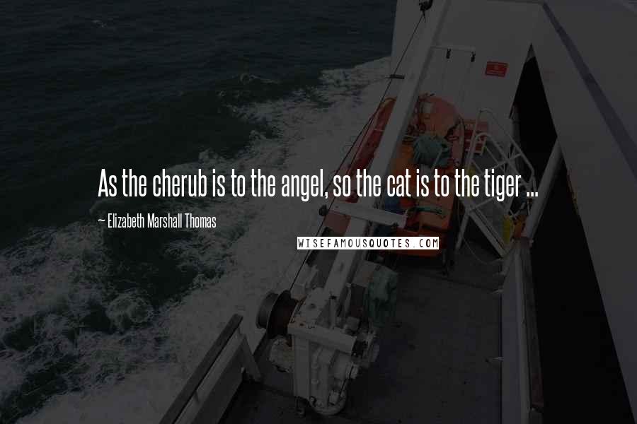 Elizabeth Marshall Thomas Quotes: As the cherub is to the angel, so the cat is to the tiger ...