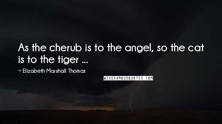 Elizabeth Marshall Thomas Quotes: As the cherub is to the angel, so the cat is to the tiger ...